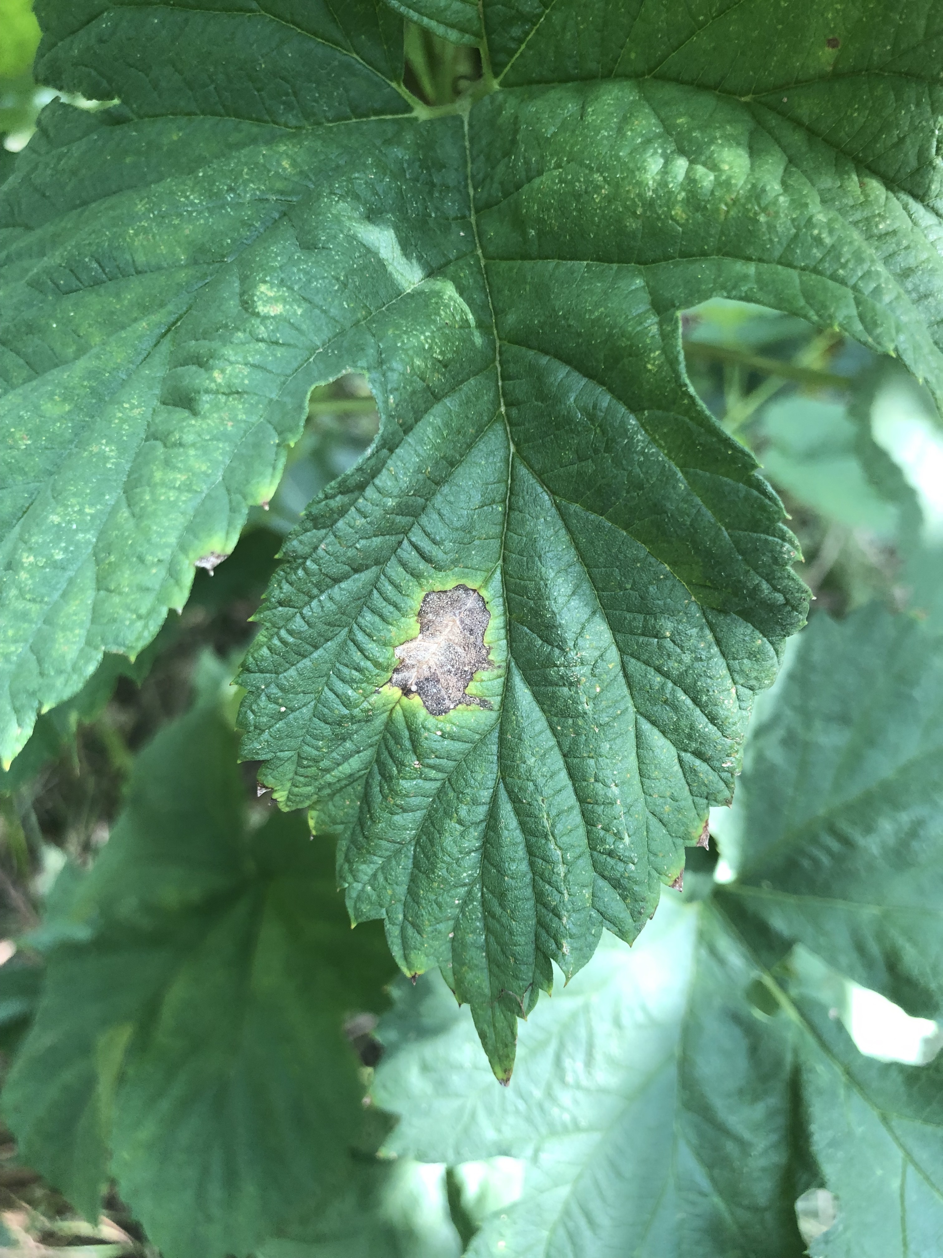 halo blight on leaf